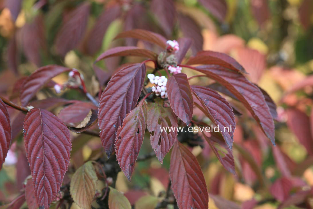 Viburnum bodnantense