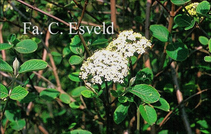 Viburnum burejaeticum