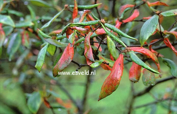 Viburnum burkwoodii 'Burkwood'