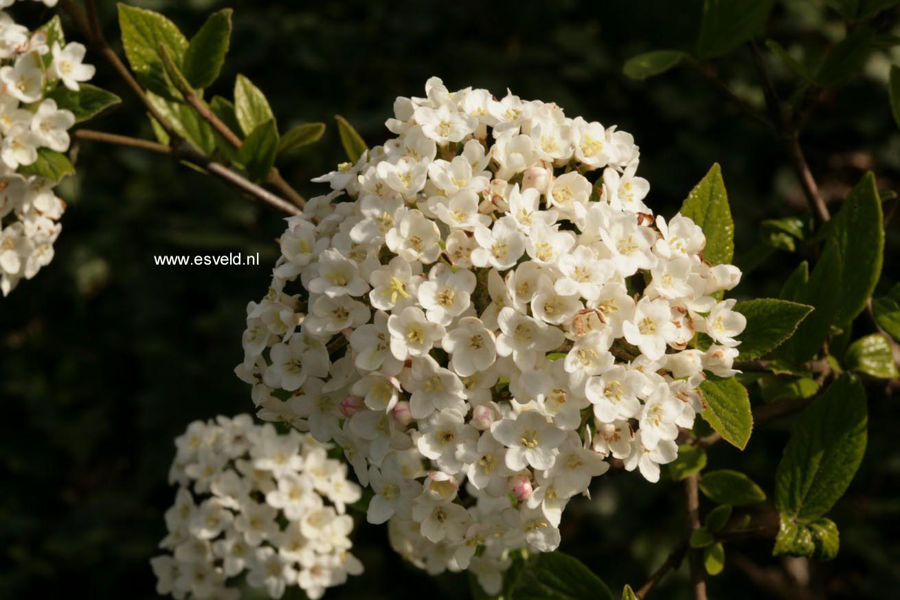 Viburnum burkwoodii 'Compact Beauty'