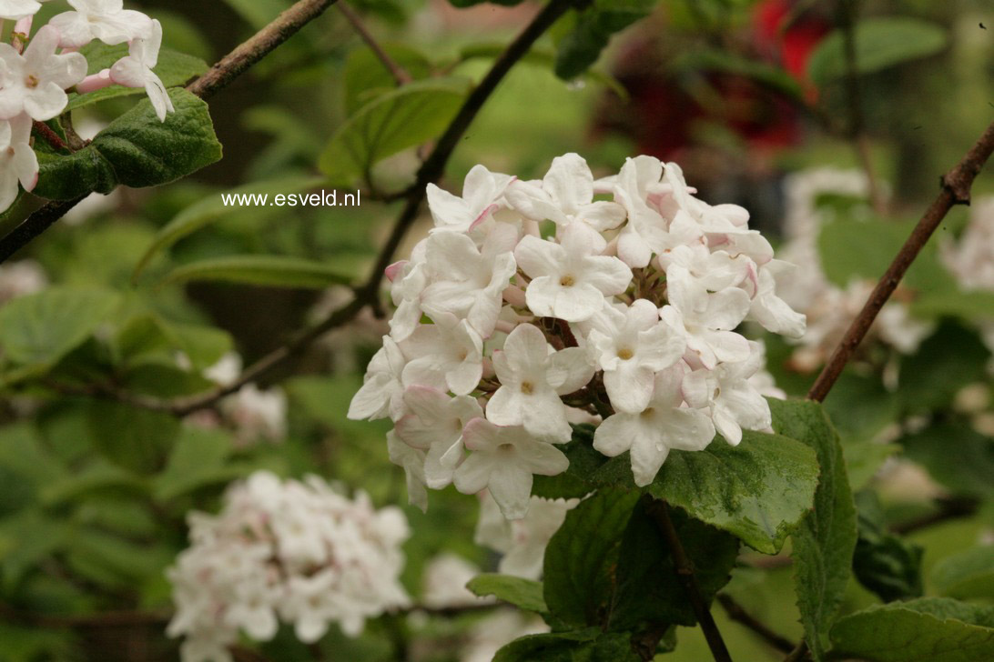 Viburnum burkwoodii 'Fulbrook'