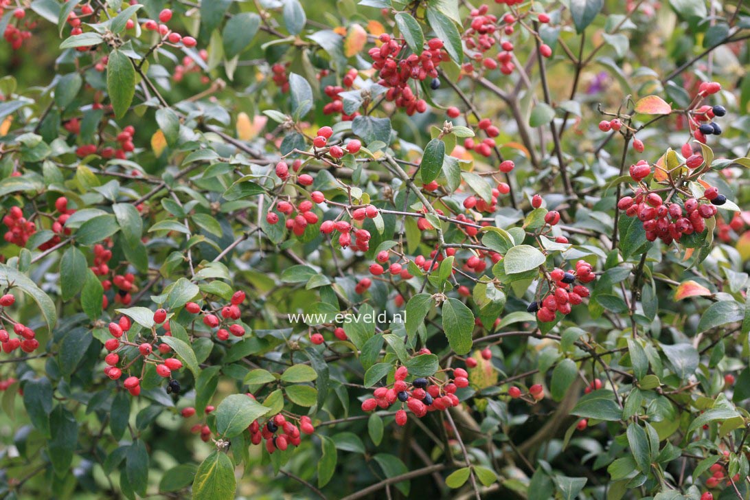 Viburnum burkwoodii 'Park Farm Hybrid'