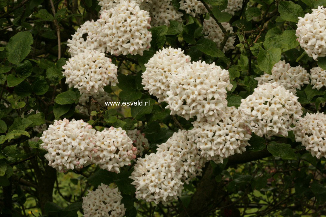 Viburnum carlcephalum 'Cayuga'