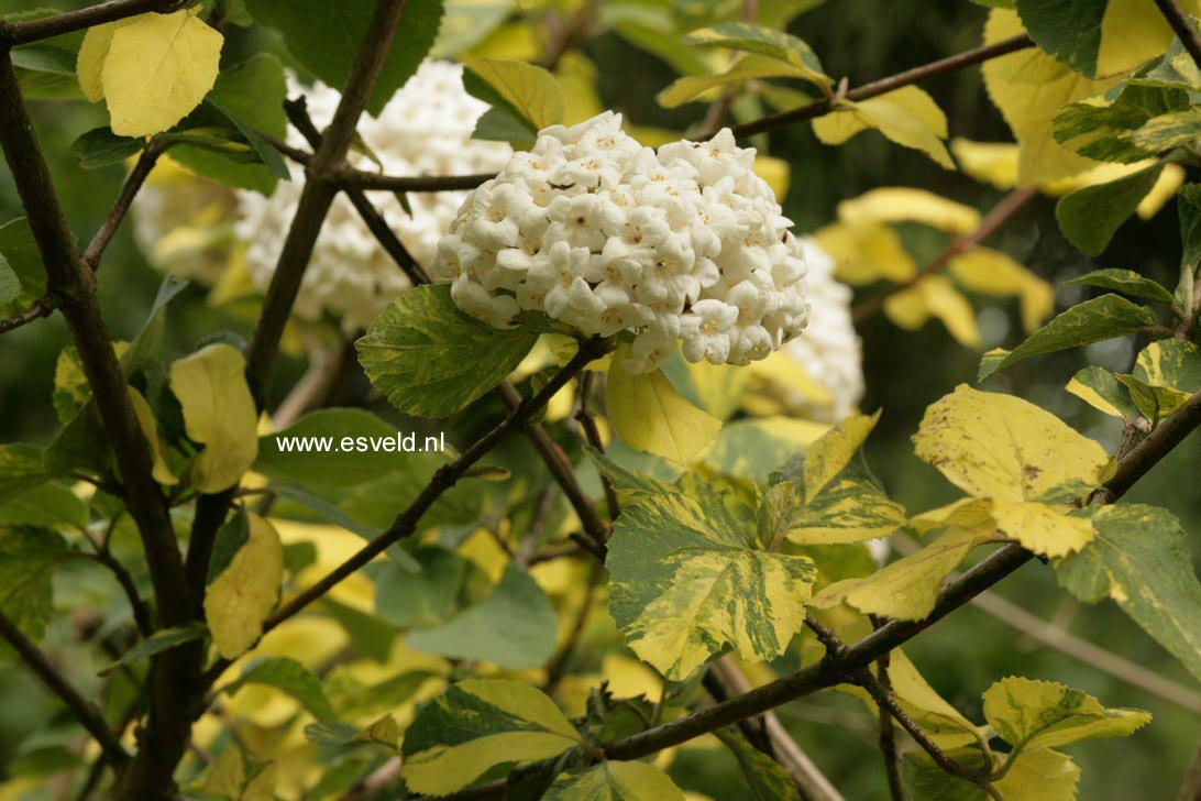 Viburnum carlcephalum 'Van der Maat'