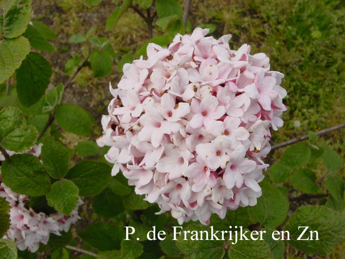 Viburnum carlesii 'Aurora'
