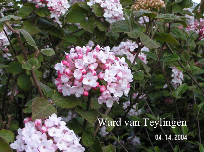 Viburnum carlesii 'Diana'