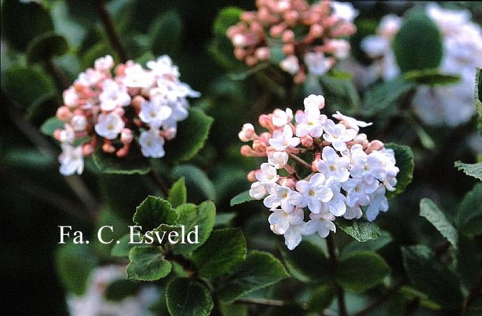 Viburnum carlesii 'Marlou'