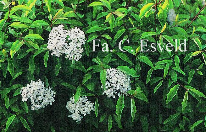 Viburnum cassinoides 'Sear Charm'