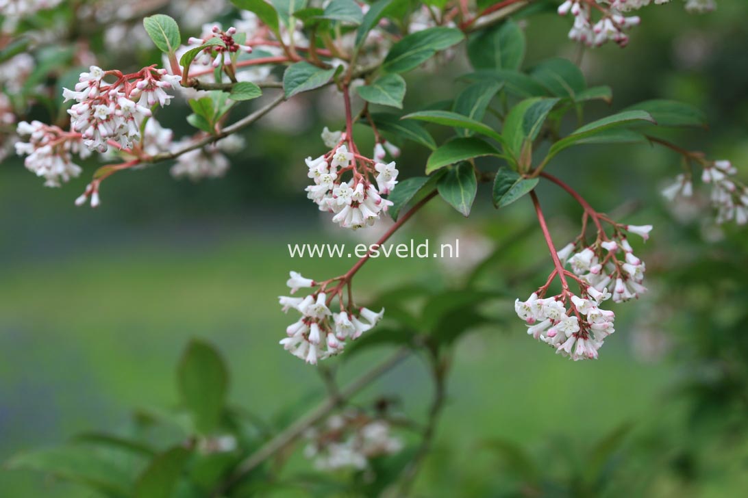 Viburnum chingii