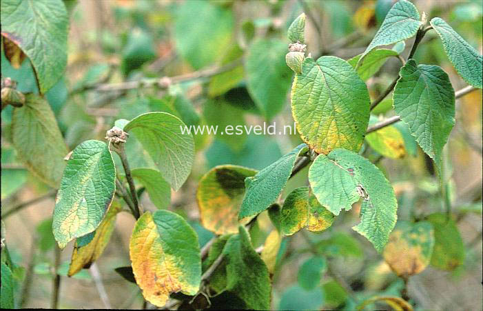Viburnum cotinifolium