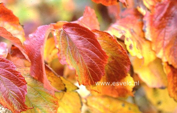 Viburnum dentatum 'Moonglow'