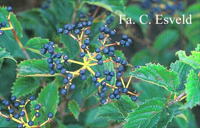 Viburnum dentatum 'Pathfinder'