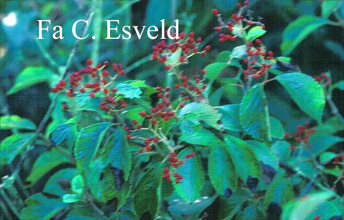 Viburnum dentatum pilosum