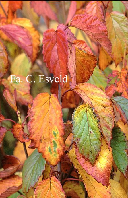 Viburnum dentatum var. lucidum