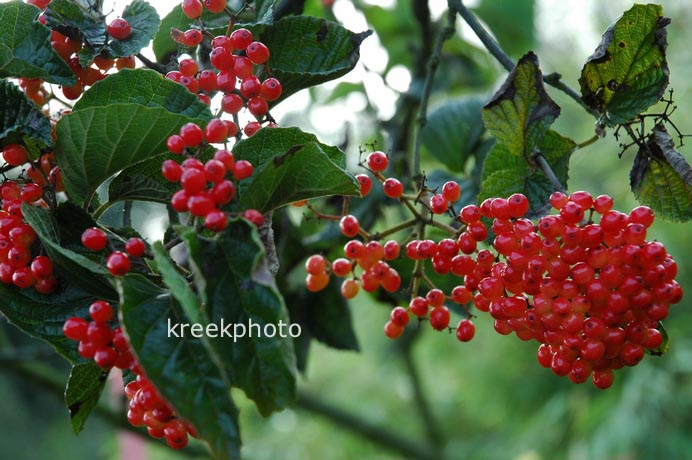 Viburnum dilatatum 'Erie'
