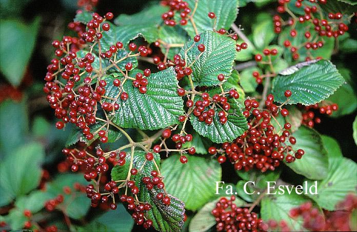 Viburnum dilatatum 'Ineke'