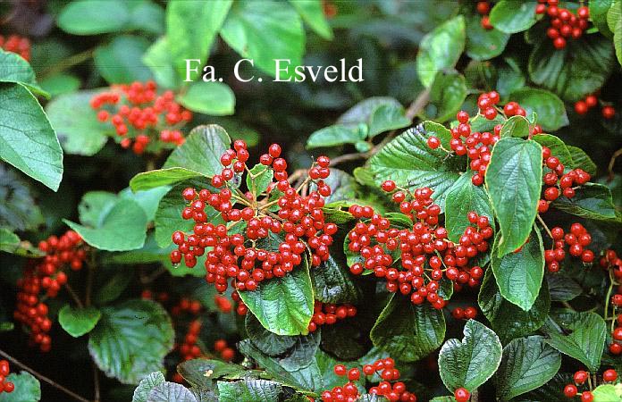 Viburnum dilatatum var. hispidum