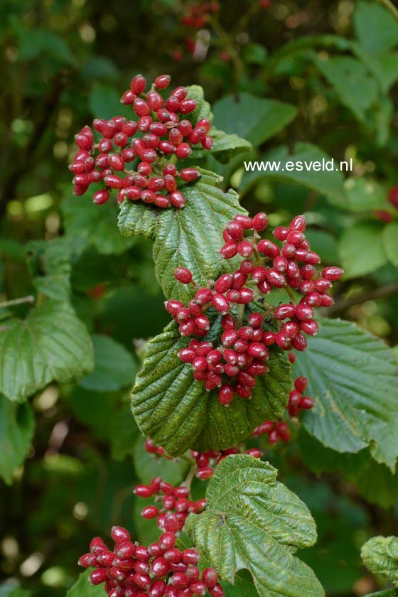 Viburnum dilatatum
