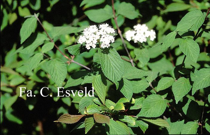 Viburnum erosum