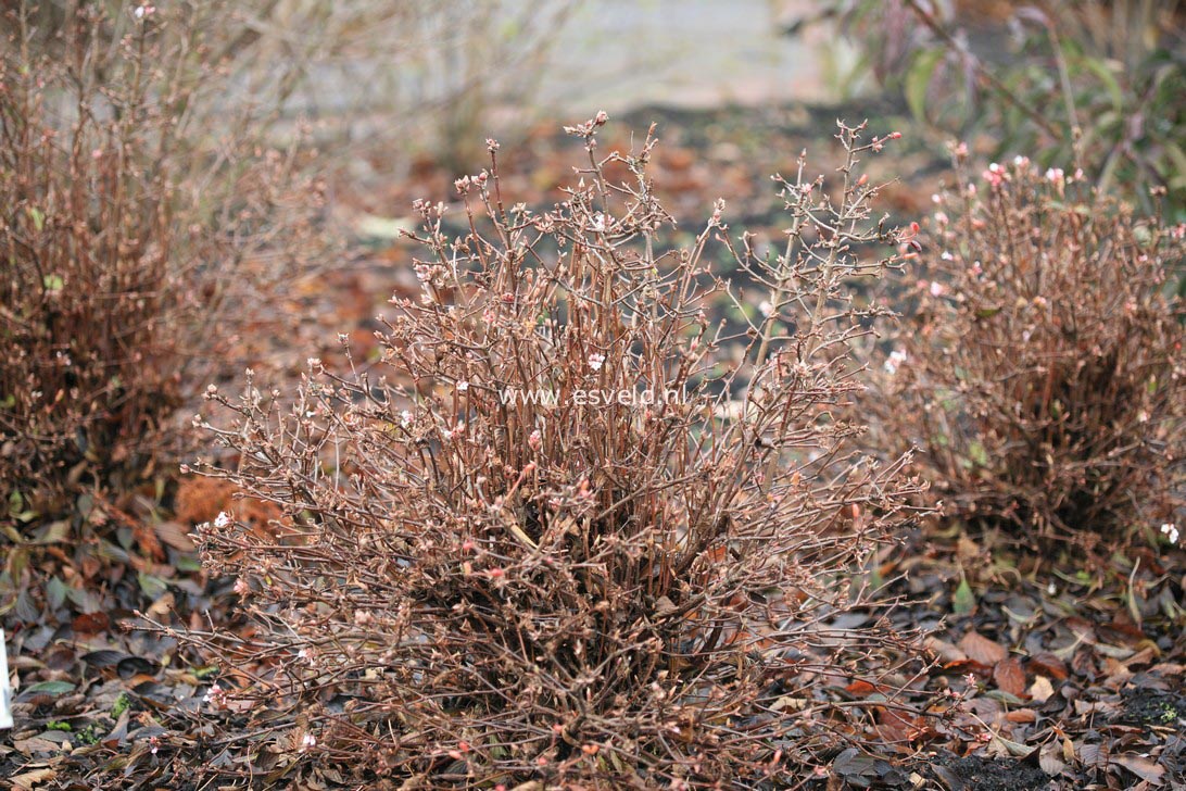 Viburnum farreri 'Fioretta'