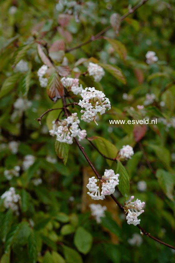 Viburnum farreri