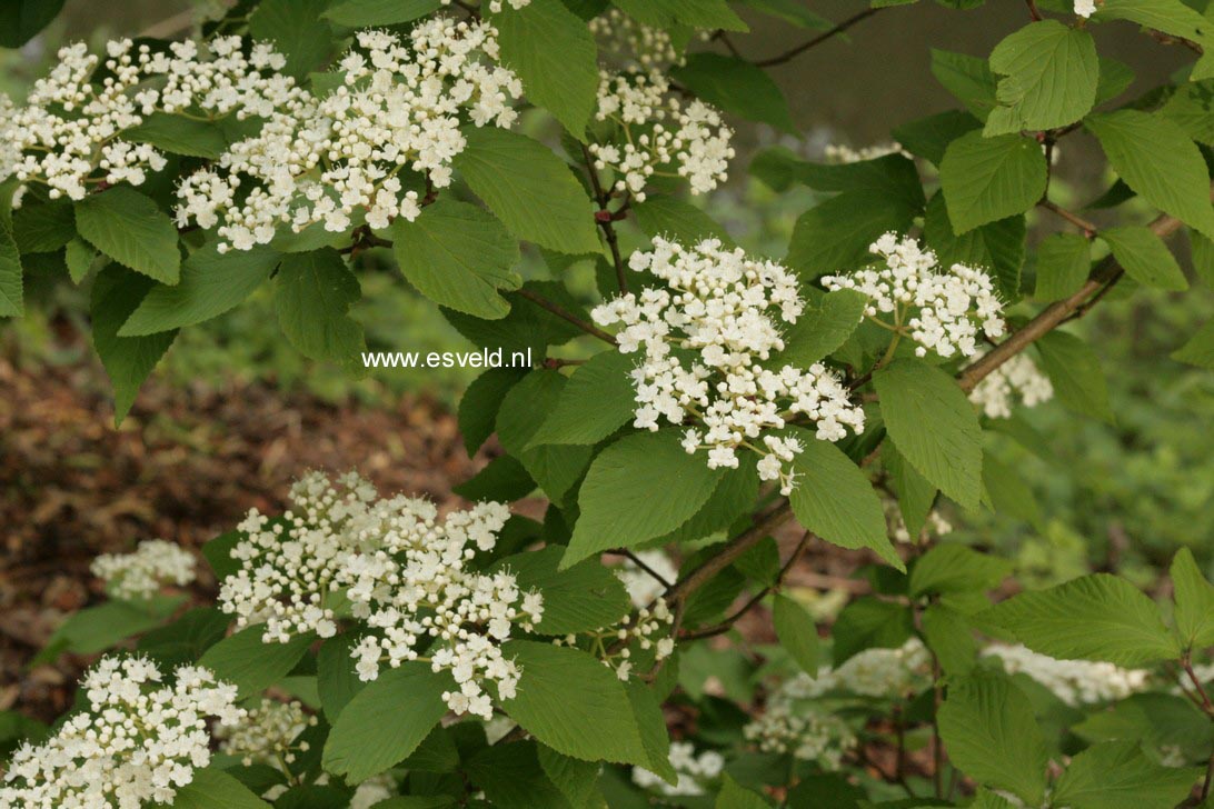 Viburnum flavescens