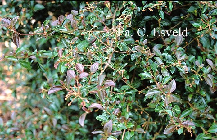 Viburnum foetidum var. rectangulatum
