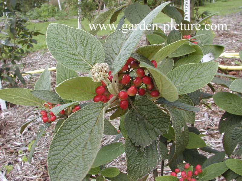 Viburnum lantana 'Candy'