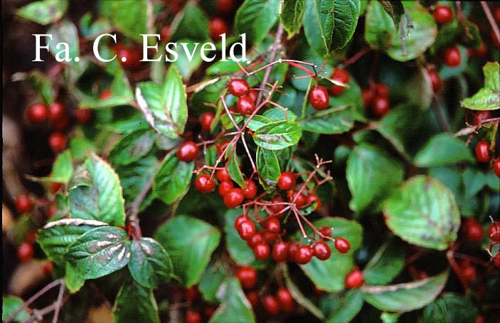 Viburnum lobophyllum