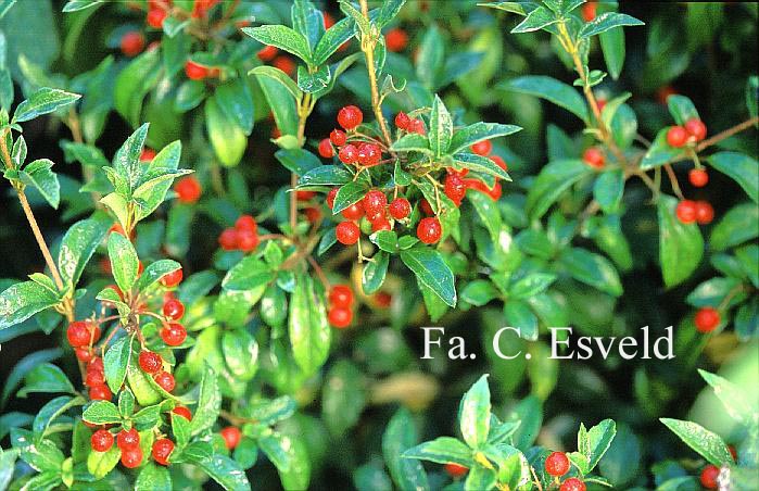 Viburnum luzonica var. oblongum