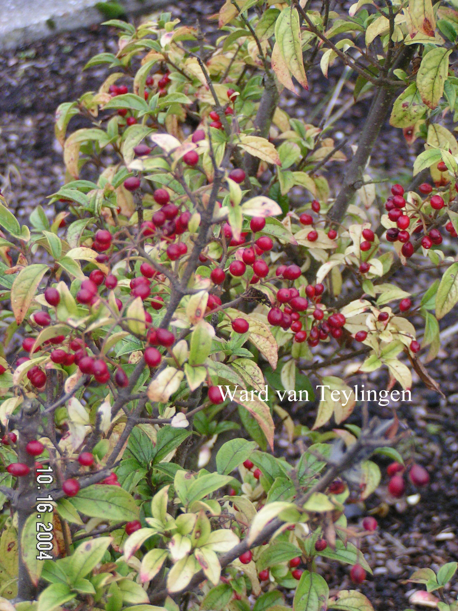 Viburnum luzonicum