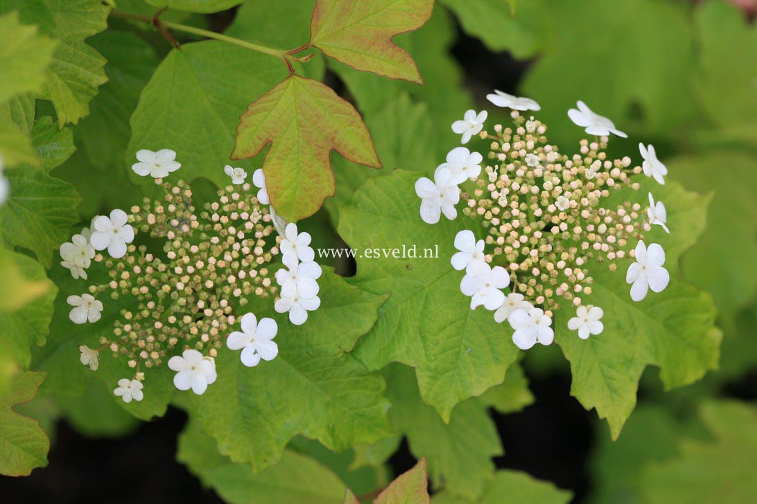 Viburnum opulus 'Anny's Magic Gold'