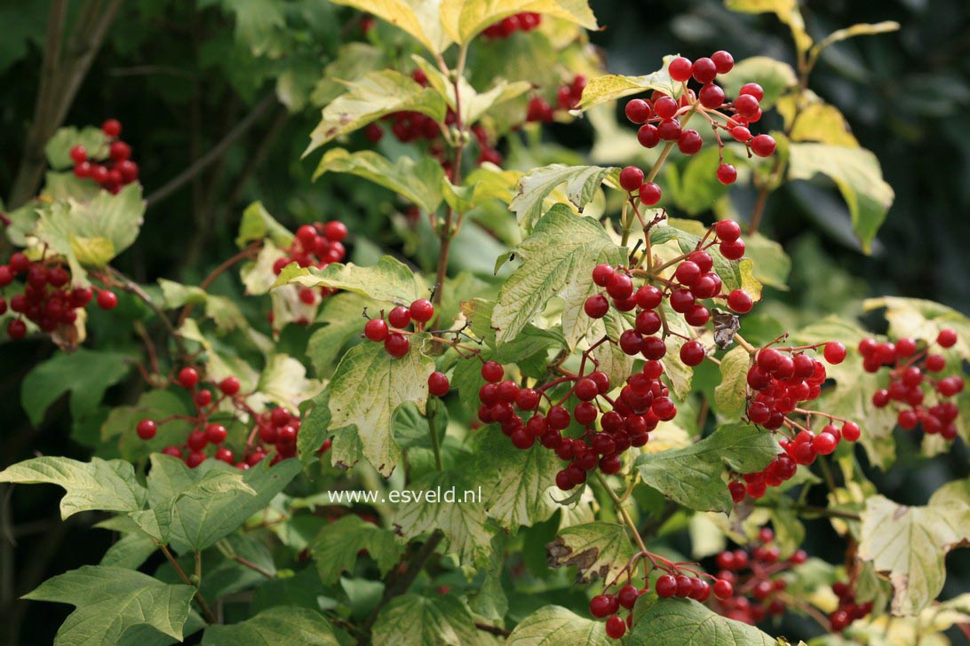 Viburnum opulus 'Aureum'
