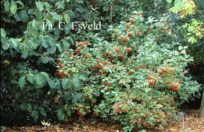 Viburnum opulus 'Compactum'