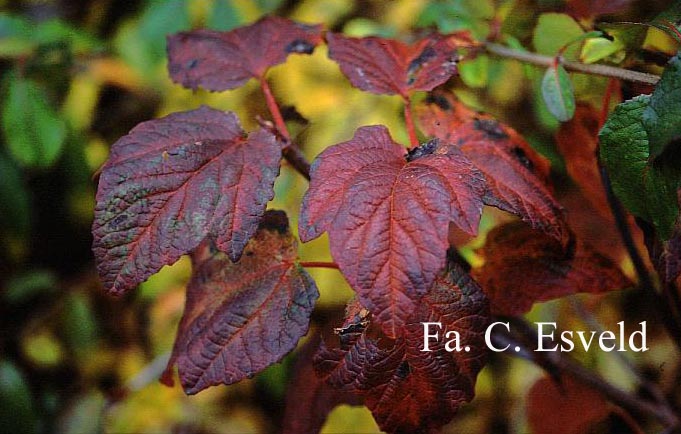 Viburnum orientale