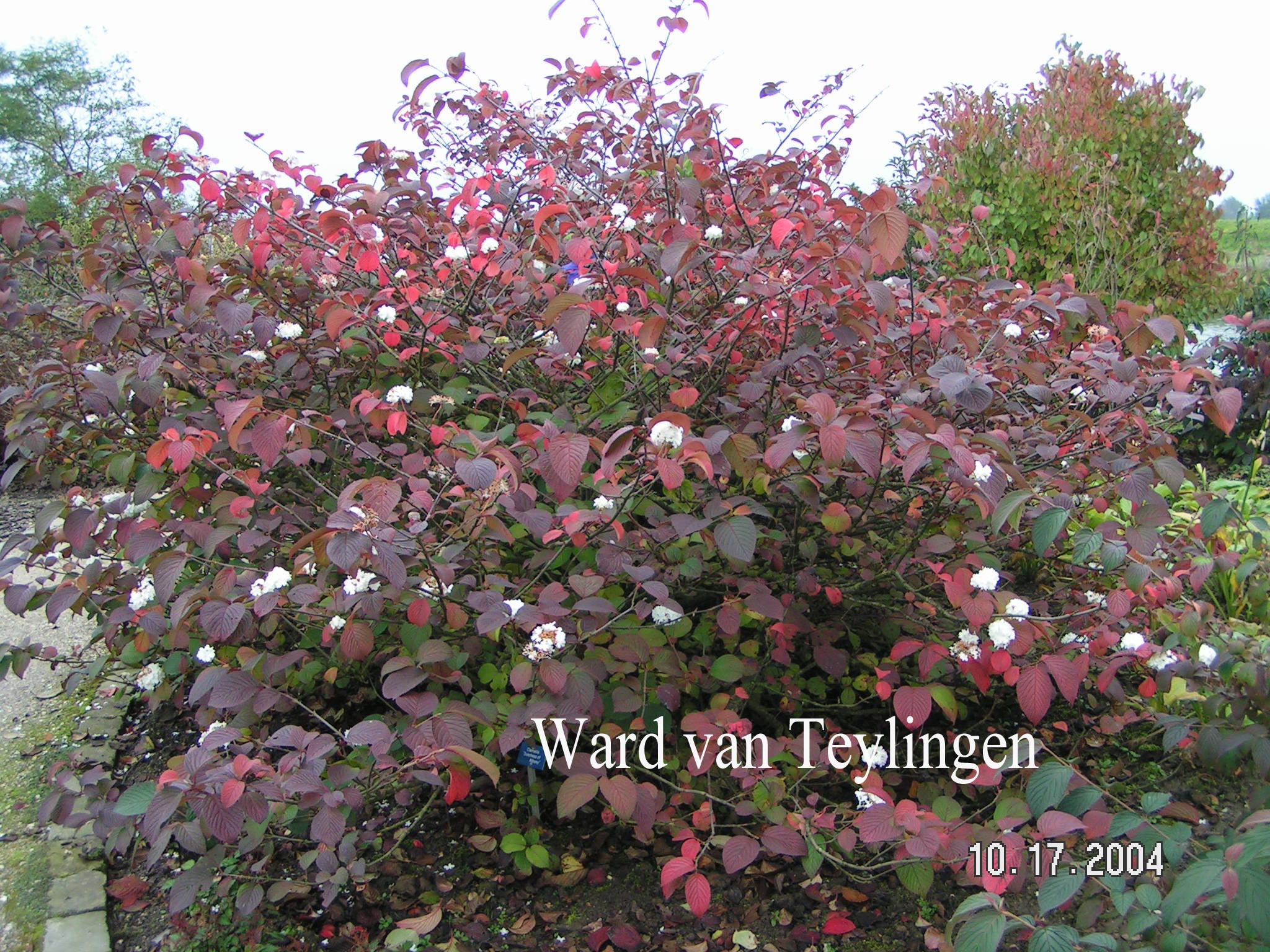 Viburnum plicatum 'Grandiflorum'