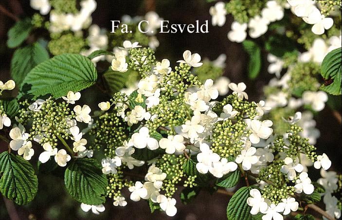 Viburnum plicatum 'Igloo'