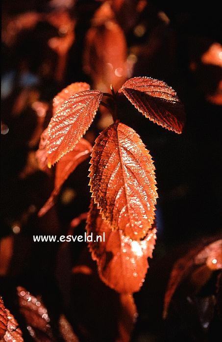 Viburnum plicatum 'Summer Pastel' Viburnum plicatum 'Summer Pastel'