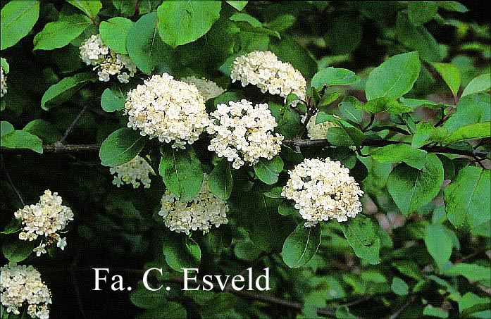 Viburnum prunifolium