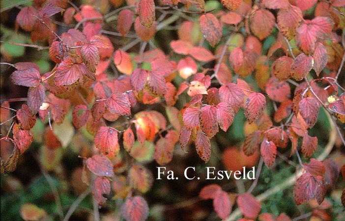 Viburnum rafinesquianum