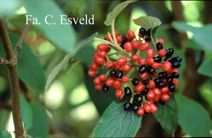 Viburnum rhytidophylloides 'Willowwood'