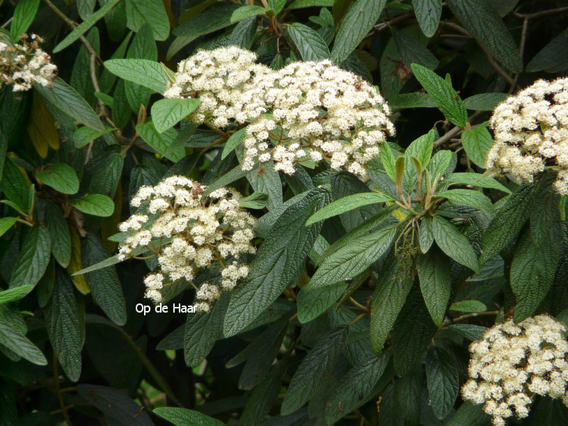 Viburnum rhytidophyllum 'Dart's Duke' (INTERDUKE)