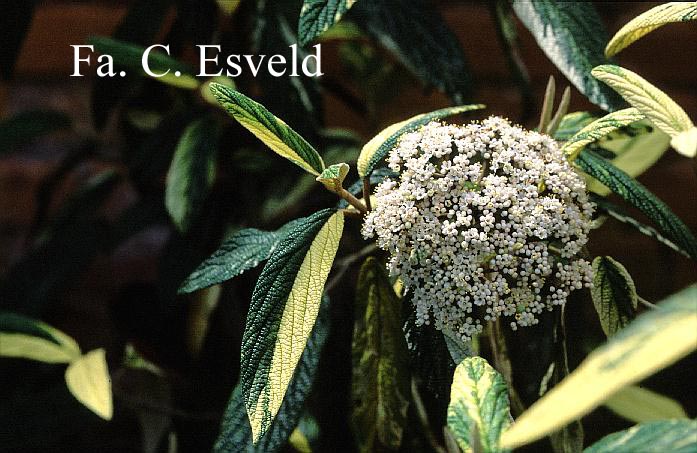 Viburnum rhytidophyllum 'Variegatum'