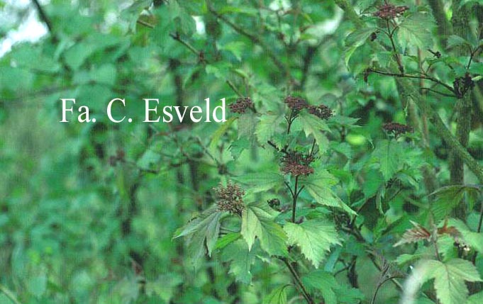 Viburnum sargentii 'Onondaga'