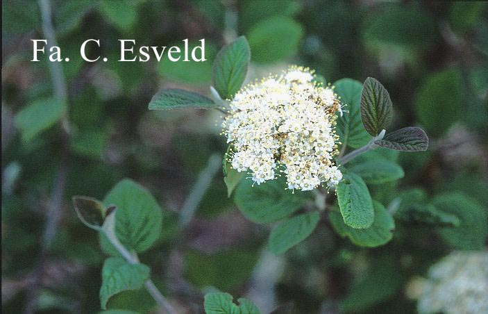 Viburnum schensianum