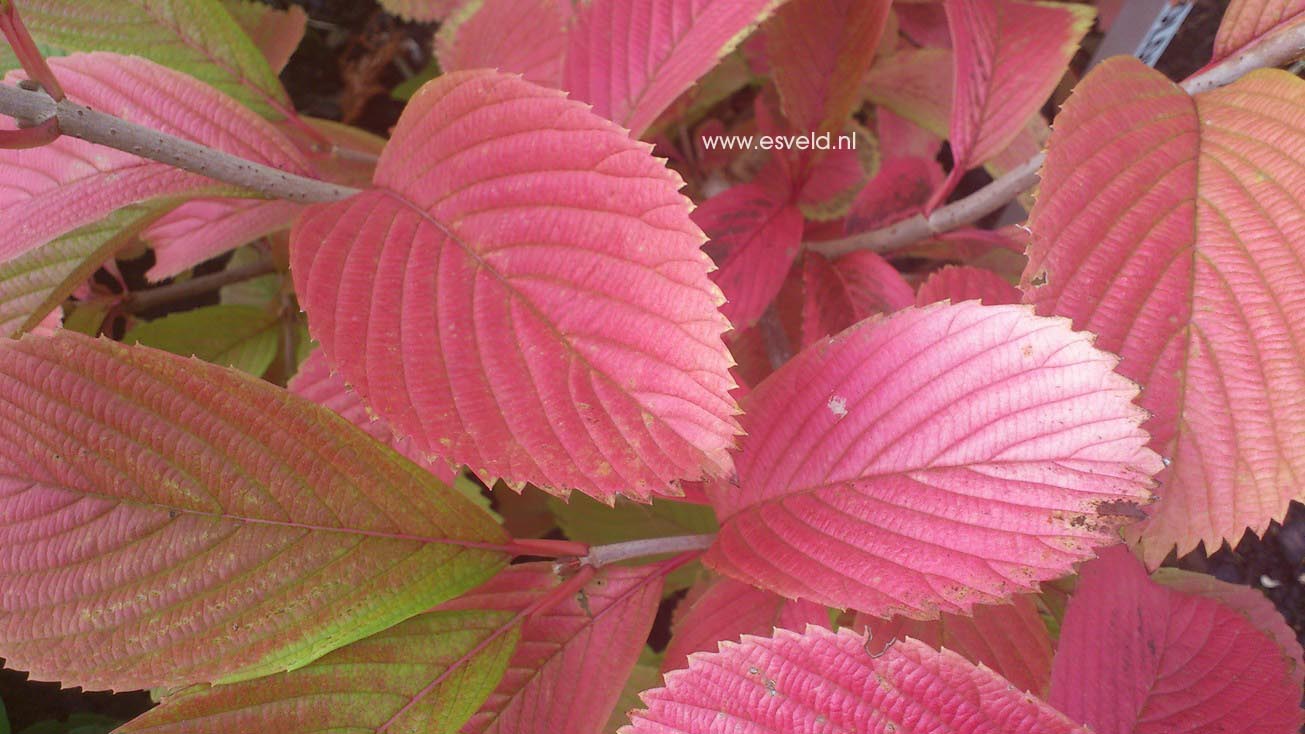 Viburnum sieboldii 'Caroline'