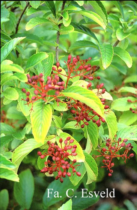 Viburnum sieboldii 'Reticulatum'