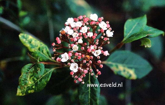 Viburnum tinus 'Bewley's Variety'