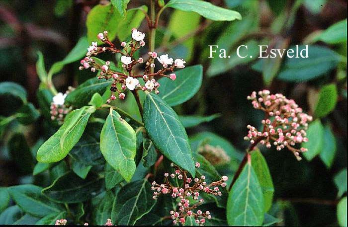 Viburnum tinus 'Clyne Castle'