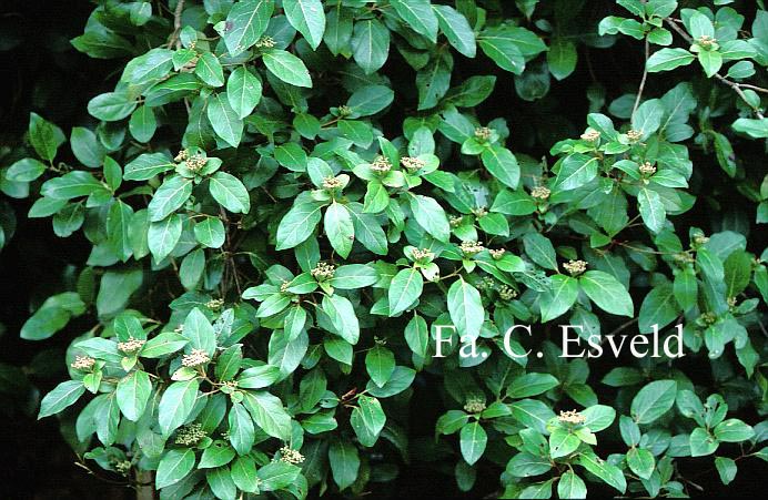 Viburnum tinus 'Israel'